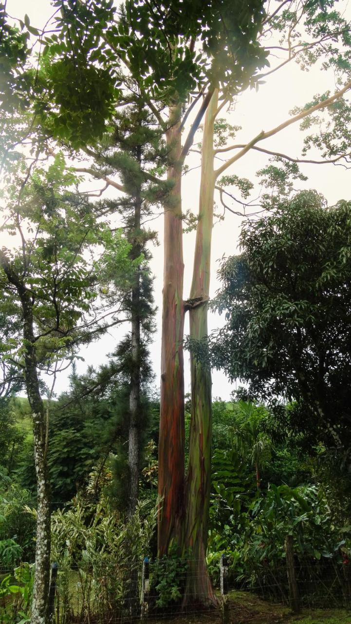 Malekus Mountain Aguas Claras (Alajuela)